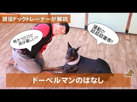 アルビノドーベルマンの特徴と飼い方