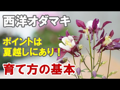 オダマキ: この美しい植物はどのくらい有毒ですか? 植物