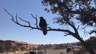 A Hungry Raven 2018 Road Trip