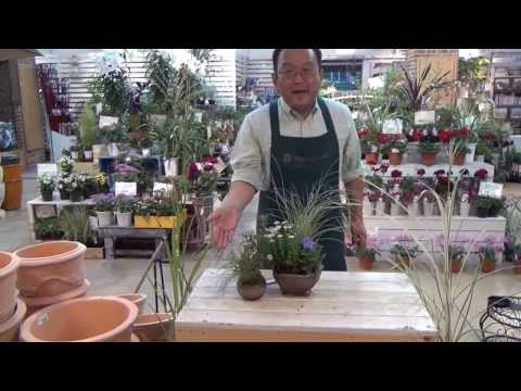 園芸 ススキ、手入れが簡単な観賞用草