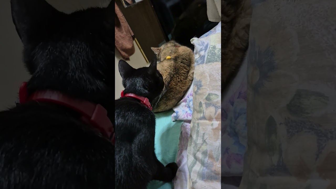 Meus filhos que Amo muito, meus companheiros