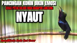 Download lagu SUARA BURUNG KOLIBRI NINJA GACOR AMPUH BUAT PANCINGAN KONIN BAHAN mp3 Download lagu SUARA BURUNG KOLIBRI NINJA GACOR AMPUH BUAT PANCINGAN KONIN BAHAN mp3