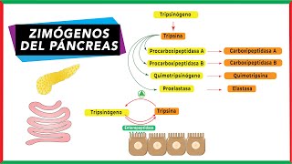 Zimógenos pancreáticos para proteínas | Bioquímica