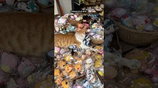 다낭 관광지 투어 #오행산 #한마켓