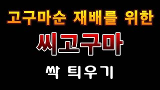 [텃밭농부. 1,315]  고구마순 재배를 위한 씨고구마 싹틔우기. #씨고구마 #고구마순