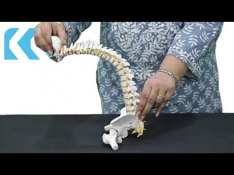 KKI-Flexible Spine Model