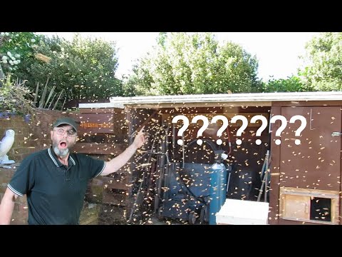 Ep 60 How to tell if you hive has swarmed