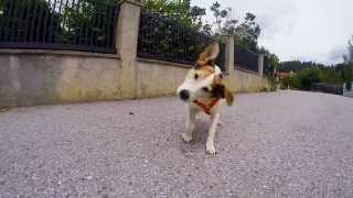 preview picture of video 'Shaking dog  Jack Russell Terrier Slowmotion Gopro'