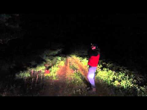 Wolf howling in Eastern Algonquin Park September 2014