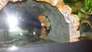 outtakontroll clown knifefish black ghost knifefish and glass knifefish