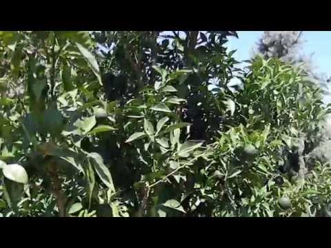 Yuzu Orange Tree - A Quick Profile