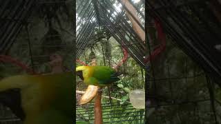 Download lagu Burung Cucak rante/ranting pikat mp3