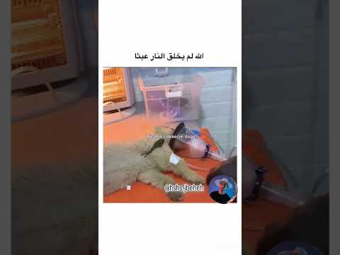 كل يوم فيدو جديد متابعة للقناة وعملو لايكات