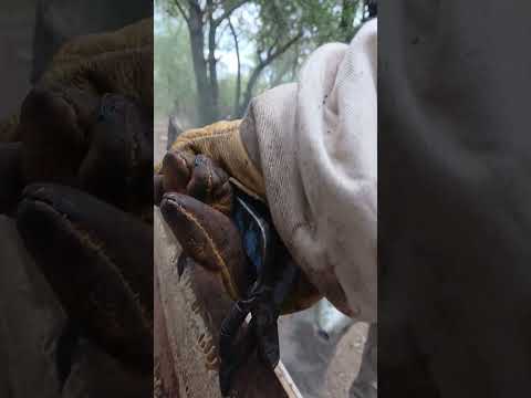 Cosecha de miel, enero 2026, monte quemado santiago del estero 🐝🍯 parte 1