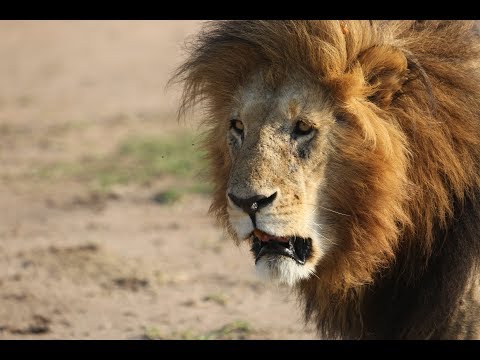 The Trash Mermaids -  Animal (Official Lyric Video)