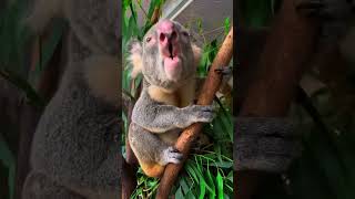 Download lagu Bagi yang belum pernah mendengar suara koala, berikut suara Yogi #koala #koalas #koalabellow mp3
