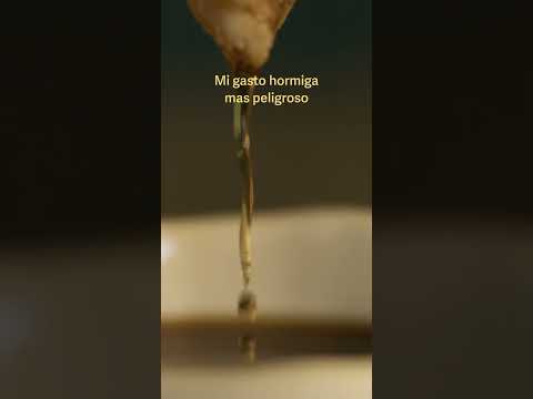 Mi Gasto Hormiga Más Peligroso