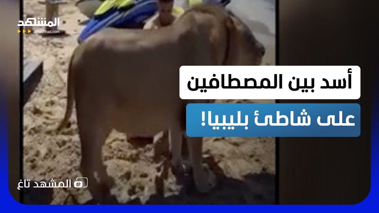 أسد يتجول بين المصطافين.. مشهد مرعب يقلب شاطئا ليبيا رأسًا على عقب!  - المشهد ت?