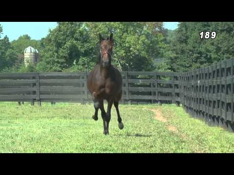 Hip #189 CANDELARIA DEO (CANTAB HALL - HIGHLAND RIDGE)