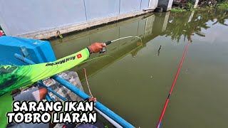 Download lagu Mancing ikan tombro di bawah jembatan pedesaan mp3