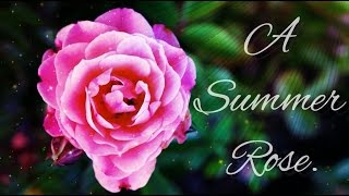 A Summer Rose