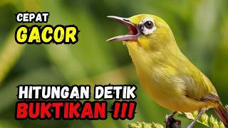Download lagu Terapi Pleci Bikin cepat Gacor Hitungan Detik mp3