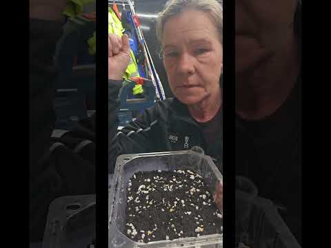 🌶 Odlar chili från frö🌶 och en status koll på mina dahliaknölar 