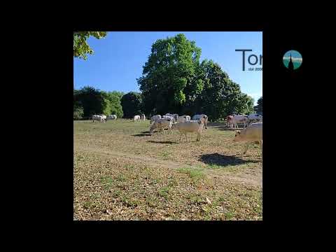 Mucche al pascolo al parco della Colletta video