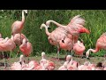 Bonded Chilean Flamingos Examples Of Assertive Domineering Behaviour