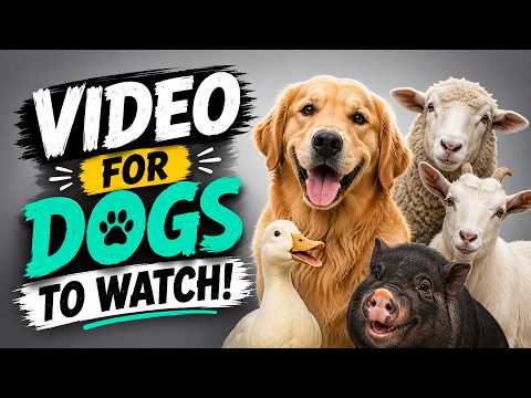 🐶 Videos for Dogs to Watch 📺 Dog TV: Animals &amp; Sounds Your Dog Will Love