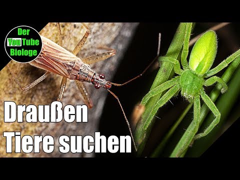Grüne Spinnen, Wanzen und mehr - Draußen