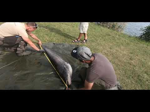 Meerval vissen Rotterdam 💯👌