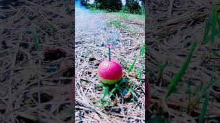 Download lagu Mercun Bola #shorts mp3