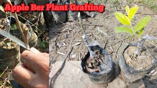 preview picture of video 'How to Grafting Thai Apple ber plants !! From  GREEN TREE NURSERY '