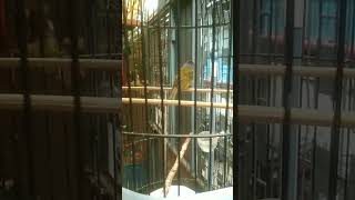 Download lagu sikatan kepala abu mp3 Download lagu sikatan kepala abu mp3