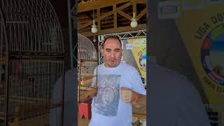 Nosso amigo Mozart de fortaleza com pardo da nossa criação 
