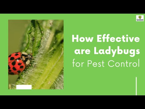 How Effective are Ladybugs for Pest Control
