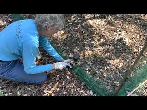 YouTube video about: How to protect fruit on trees from birds?