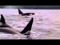 Dolphins The Wild Side