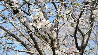 長湯溫泉 櫻花之里，私人櫻花公園