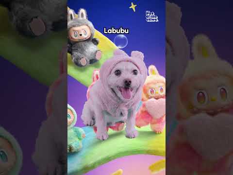 Les chiens rejouent les moments les plus virals de 2025