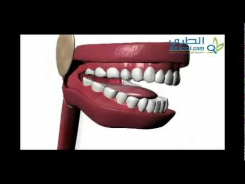 تشريح الجهاز الهضمي - الجزء الثاني