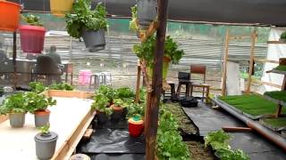Mkulima Young Mentor - Chege&#39;s hydroponics magic at one plot in Kiambu