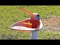 R Bossfight Run