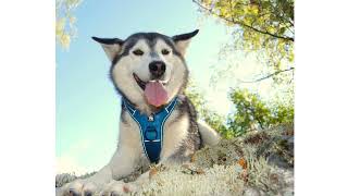 Video de Arnes Reflectante Para Perro Truelove TLH5551 Impermeable Con Asa