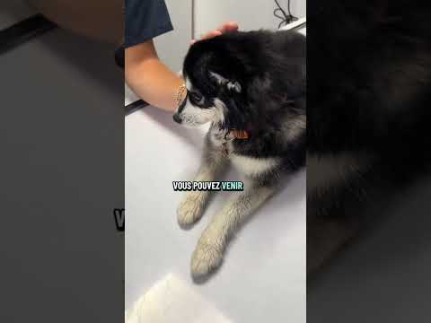 Quelle angoisse 😫 je vous tiens au courant #chien #urgenceveterinaire