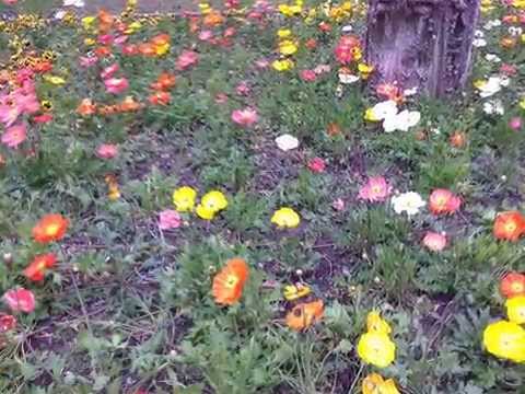 Il giardino di via Verziere a Milano