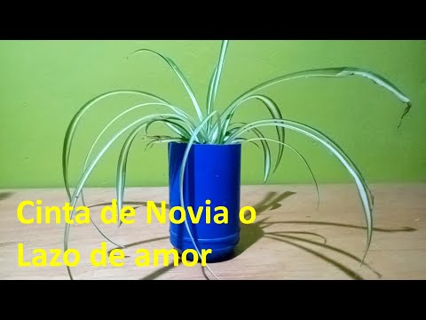 , title : 'Planta Cinta novia Lazo de amor'