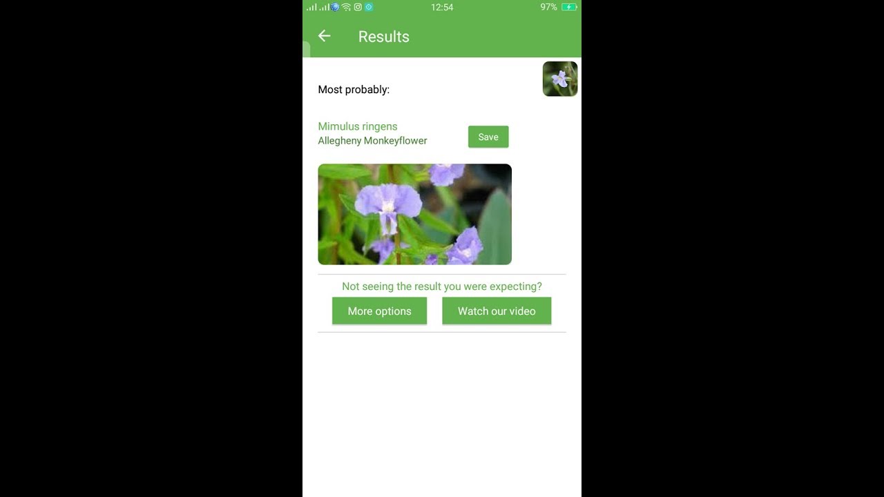 PlantSnap identifies an Allegheny Monkeyflower (Mimulus ringens) - YouTube