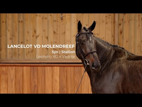 13. Lancelot VD Molendreef | Profile